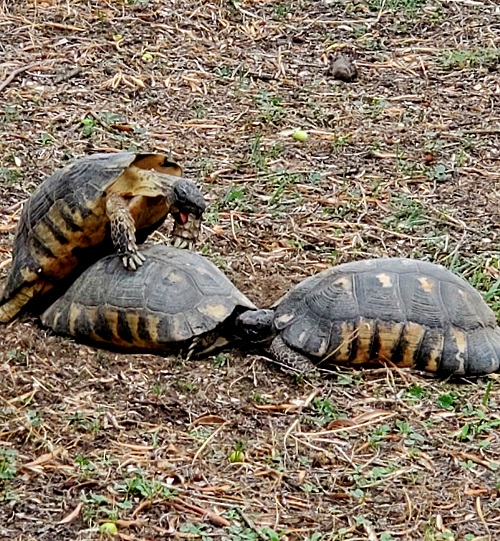 Three turtles in a love triangle.. One mounted on another with the third trying to bite the head of the one being mounted.