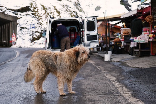 A dog stands in the roadway, Stalls line both sides of it as it exits the tunnel through the mountain.