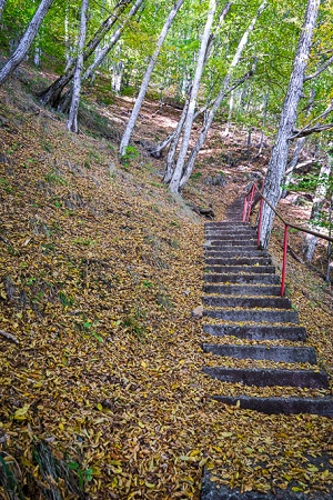 Stairs, many, so many stairs going up the mountainside covered in yellow fallen leaves.